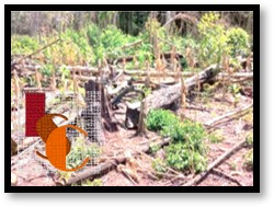 En menos de cinco años, Campeche pierde más de 120 mil hectáreas de selva por la deforestación. 